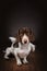 piebald dachshund cute photo with angel wings