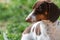 piebald dachshund dog beautiful portrait spring photos