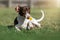 piebald dachshund dog holding a yellow dandelion in his teeth
