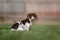 piebald dachshund dog sitting on green grass photo of pets