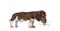 Piebald dachshund pup on white background