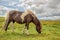 Piebald Dartmoor Pony grazing in the moor in Dartmoor, Devon, UK