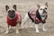 Piebald and fawn female Frenchies keeping warm at the beach