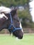 Piebald Foal Headshot