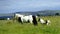 Piebald Foal and mum