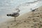 Piebald and grey&white sea gulls looking at the Baltic Sea