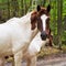 Piebald horse on forest road