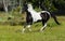 Piebald horse galloping