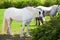 Piebald horse outside