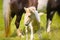 a piebald mare of an Icelandic Horse with it`s lovely white foal