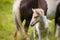 a piebald mare of an Icelandic Horse with it`s lovely white foal