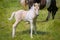 a piebald mare of an Icelandic Horse with it`s lovely white foal in the meadow