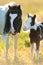 Piebald pony mare with foal