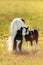 Piebald pony mare with foal