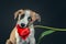 Piebald puppy keeping in teeth a tulip flower at dark background