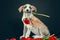 Piebald puppy keeping in teeth a tulip flower at dark background