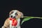 Piebald puppy keeping in teeth a tulip flower at dark background