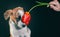 Piebald puppy with a tulip flower at dark background