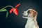 piebald puppy with a tulip flower at dark background