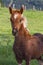 Piebald three months old foal in a green meadow overlooking from a fence.