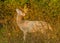 Piebald Whitetail Deer Buck