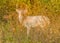 Piebald Whitetail Deer Buck