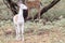 Piebald Whitetail fawn