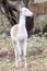 Piebald Whitetail fawn in vertical photograph