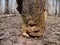 A piece of bark, resembling a tree stump. In nature. Close-up