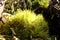 A piece of beautiful forest nature in the form of fluffy moss.