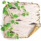 Piece of birch bark