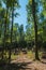 A piece of blue sky in the gap between the treetops growing in the forest with high smooth trunks without branches.