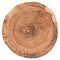 Piece of circular wood cross section with tree growth rings. Oak tree slice texture isolated on white background