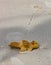 A piece of coral lies on the sand of Kata Phuket beach, Thailand