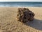 Piece of coral washed up on beach by waves.