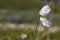 A piece of cotton grass blowing in the wind