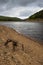A piece of dead driftwood on the shore of Derwent reservoir, with Howden dam in the distance