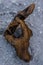 A piece of Drift wood washed up on the coast at Kenmare