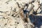 Piece of driftwood on a desolate beach