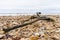 A piece of driftwood lying on a pebble beach in South England Devon Charmouth