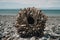 A piece of driftwood sitting on top of a rocky beach. AI generative image.