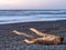 A piece of driftwood washed up on the beach near sunset at Humboldt Lagoons State Park, California, USA