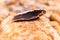 Piece of a flint stone, silex, used in prehistory as a tool