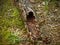 Piece of a hollow tree trunk with a dark tunnel hole