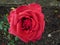 The piece of love in one red rose for girl
