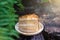 Piece of mocca almond cake on wood plate with green leaves background