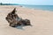 A piece of old wood on the seashore, a wooden snag on a sandy beach