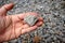 A piece of pegmatite granite rock in a hand. Igneous Rock Specimen.