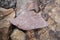 Piece of Pink Arkose Sandstone rock on nature background.