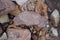 Piece of Pink Arkose Sandstone rock on nature background.
